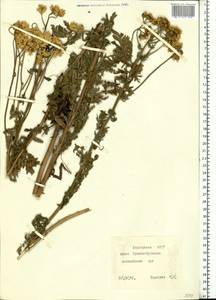 Tanacetum corymbosum subsp. corymbosum, Eastern Europe, Eastern region (E10) (Russia)