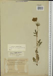 Anthyllis vulneraria subsp. polyphylla (DC.)Nyman, p.p., Eastern Europe, Lower Volga region (E9) (Russia)