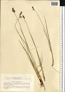 Carex adelostoma V.I.Krecz., Eastern Europe, Northern region (E1) (Russia)