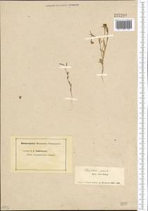 Schrenkiella parvula (Schrenk) D. A. German & Al-Shehbaz, Middle Asia, Muyunkumy, Balkhash & Betpak-Dala (M9) (Kazakhstan)