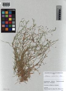 KUZ 003 830, Stellaria palustris Ehrh. ex Retz., Siberia, Altai & Sayany Mountains (S2) (Russia)