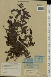 Lathyrus incurvus (Roth)Willd., Eastern Europe, Rostov Oblast (E12a) (Russia)