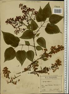 Syringa vulgaris L., Eastern Europe, Central region (E4) (Russia)