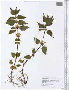 Lamium album L., Eastern Europe, Central forest-and-steppe region (E6) (Russia)