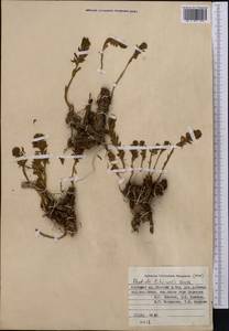 Rhodiola litwinovii A. Boriss., Middle Asia, Pamir & Pamiro-Alai (M2) (Kyrgyzstan)