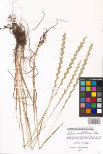 Lolium multiflorum Lam., Eastern Europe, Moscow region (E4a) (Russia)