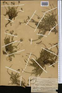 Crepis oreades Schrenk, Middle Asia, Western Tian Shan & Karatau (M3) (Kazakhstan)