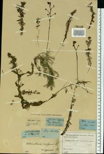 Utricularia vulgaris L., Eastern Europe, Moscow region (E4a) (Russia)