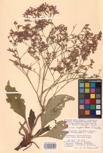 Limonium meyeri (Boiss.) Kuntze, Middle Asia, Caspian Ustyurt & Northern Aralia (M8) (Kazakhstan)