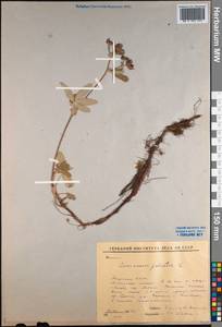 Comarum palustre L., Siberia, Yakutia (S5) (Russia)