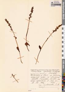 Platanthera tipuloides (L.f.) Lindl., Siberia, Chukotka & Kamchatka (S7) (Russia)