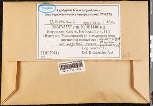 Lewinskya speciosa (Nees) F. Lara, Garilleti & Goffinet, Bryophytes, Bryophytes - Permsky Krai, Udmurt Republic, Sverdlovsk & Kirov Oblasts (B8) (Russia)