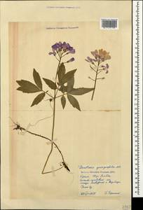 Cardamine quinquefolia (M.Bieb.) Schmalh., Crimea (KRYM) (Russia)