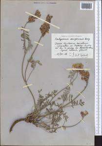 Hedysarum songoricum Bong., Middle Asia, Northern & Central Tian Shan (M4) (Kyrgyzstan)