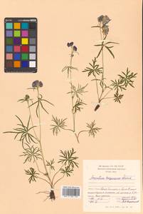 Aconitum kuzenevae Vorosch., Siberia, Russian Far East (S6) (Russia)