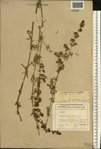 Galium verum L., Eastern Europe, North Ukrainian region (E11) (Ukraine)