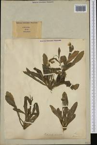 Calendula arvensis L., Western Europe (EUR) (Italy)