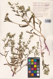 MHA 0 153 627, Arnebia decumbens (Vent.) Coss. & Kralik, Eastern Europe, Lower Volga region (E9) (Russia)