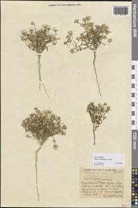 Senecio subdentatus Ledeb., Middle Asia, Karakum (M6) (Turkmenistan)