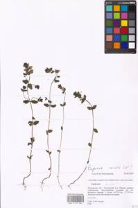 Euphrasia ×vernalis List, Eastern Europe, Moscow region (E4a) (Russia)