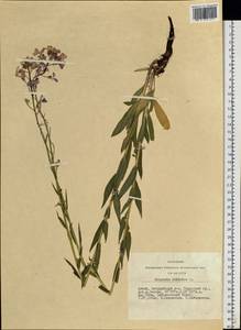 Hesperis sibirica L., Siberia, Altai & Sayany Mountains (S2) (Russia)