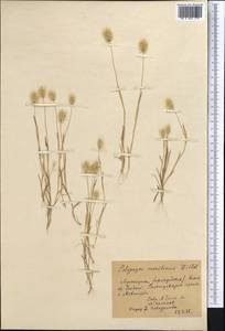 Polypogon maritimus Willd., Middle Asia, Muyunkumy, Balkhash & Betpak-Dala (M9) (Kazakhstan)