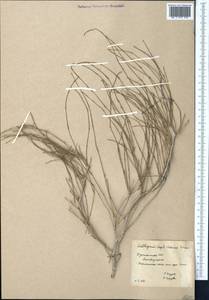 Calligonum caput-medusae Schrenk, Middle Asia, Karakum (M6) (Turkmenistan)