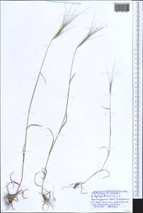 Aegilops triuncialis L., Caucasus, Black Sea Shore (from Novorossiysk to Adler) (K3) (Russia)