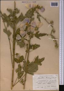 Malva thuringiaca subsp. thuringiaca, Middle Asia, Northern & Central Tian Shan (M4) (Kazakhstan)