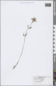 Helianthus annuus L., Eastern Europe, Middle Volga region (E8) (Russia)