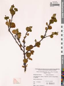 Betula middendorffii × Betula lanata, Siberia, Chukotka & Kamchatka (S7) (Russia)