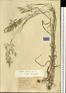 Bromus japonicus Houtt., Eastern Europe, South Ukrainian region (E12) (Ukraine)