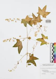 Echinocystis lobata (Michx.) Torr. & Gray, Eastern Europe, Central region (E4) (Russia)