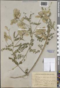 Astragalus mongholicus Bunge, Siberia, Baikal & Transbaikal region (S4) (Russia)