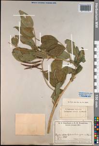Lathyrus vernus (L.) Bernh., Caucasus, Krasnodar Krai & Adygea (K1a) (Russia)
