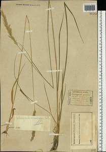 Calamagrostis arundinacea (L.) Roth, Eastern Europe, Central forest region (E5) (Russia)