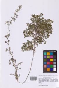 Galium humifusum M.Bieb., Eastern Europe, Moscow region (E4a) (Russia)