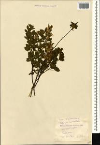 Chamaecytisus triflorus subsp. triflorus, Caucasus, Georgia (K4) (Georgia)