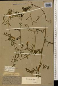 Vicia ciliatula Lipsky, Caucasus, Krasnodar Krai & Adygea (K1a) (Russia)