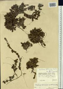 Saxifraga bronchialis subsp. stelleriana (Merk ex Ser.) Malysch., Siberia, Russian Far East (S6) (Russia)