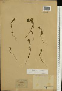 Arnebia decumbens (Vent.) Coss. & Kralik, Middle Asia, Caspian Ustyurt & Northern Aralia (M8) (Kazakhstan)