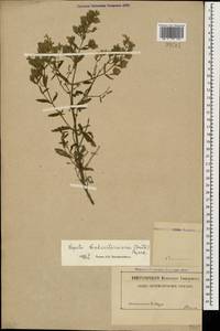 Nepeta cyanea subsp. biebersteiniana (Trautv.) A.L.Budantsev, Caucasus (no precise locality) (K0)