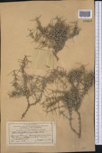 Acanthophyllum pungens (Bunge) Boiss., Middle Asia, Syr-Darian deserts & Kyzylkum (M7) (Kyrgyzstan)