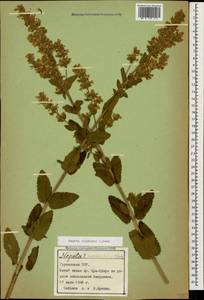 Nepeta nuda subsp. nuda, Caucasus, Georgia (K4) (Georgia)