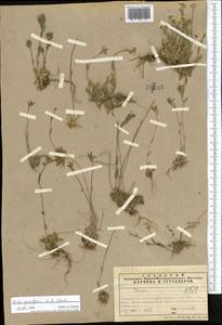 Draba parviflora (Regel) O.E. Schulz, Middle Asia, Northern & Central Tian Shan (M4) (Kazakhstan)