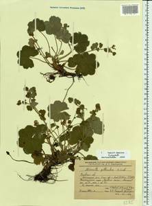 Alchemilla gibberulosa H. Lindb., Eastern Europe, Central forest-and-steppe region (E6) (Russia)