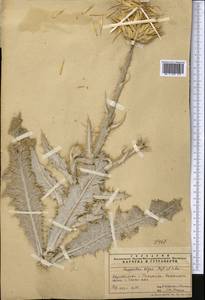 Onopordum leptolepis DC., Middle Asia, Pamir & Pamiro-Alai (M2) (Uzbekistan)