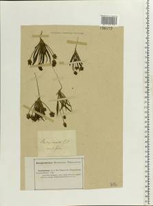 Plantago minuta Pall., Middle Asia, Caspian Ustyurt & Northern Aralia (M8) (Kazakhstan)