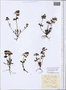 Pedicularis verticillata L., Siberia, Chukotka & Kamchatka (S7) (Russia)