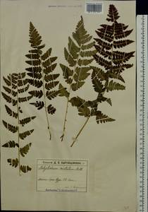 Dryopteris cristata (L.) A. Gray, Eastern Europe, Moscow region (E4a) (Russia)